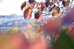 紅葉とひと時