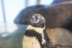 17年8月 ペンギン