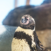 17年8月 ペンギン
