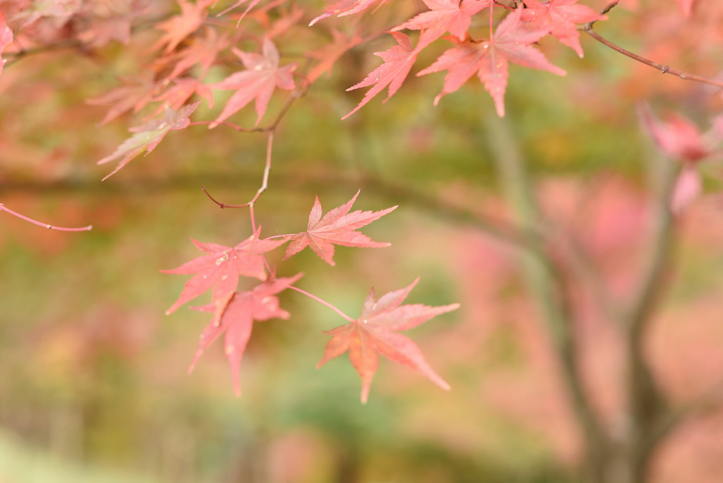紅葉祭り 19