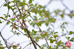桜、後に立つ