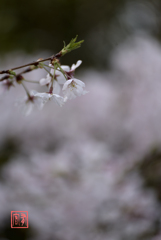 桜霞