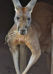 16年5月　姫路動物園　カンガルー