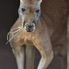 16年5月　姫路動物園　カンガルー