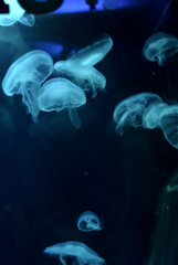 平成28年12月姫路水族館 1