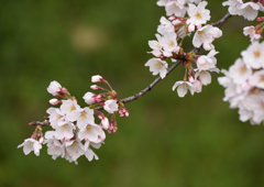 18年4月桜２　