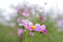 大輪の花