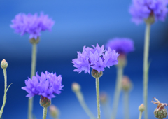 18年5月　散歩中の花