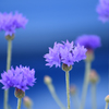 18年5月　散歩中の花