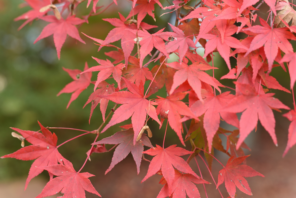 紅葉祭り 14