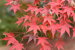 紅葉祭り 14