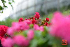 姫路温室植物園(2021年9月) 3