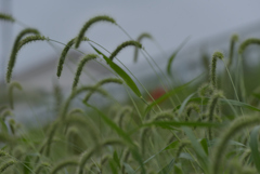 お遊び草