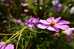 性急な花