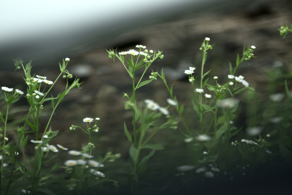 19年6月道端の花