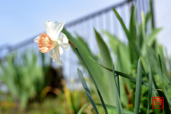 心ばせ華