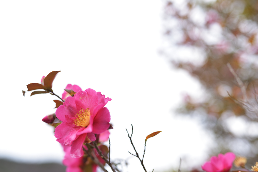 河原の山茶花　