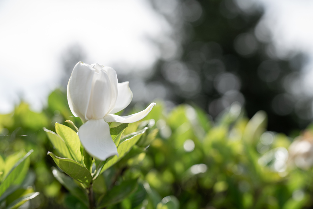 孤軍の花