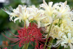 紅白のご馳走