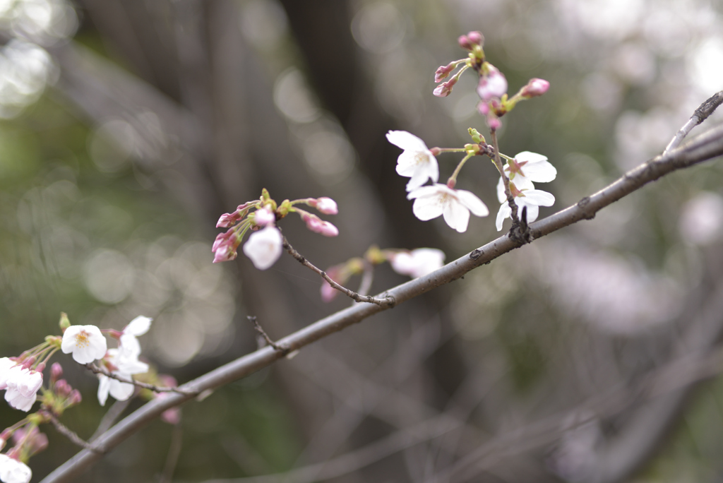 疎桜