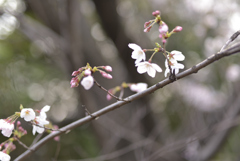 疎桜