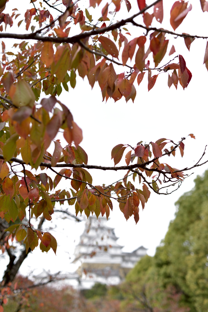 紅葉と姫路城