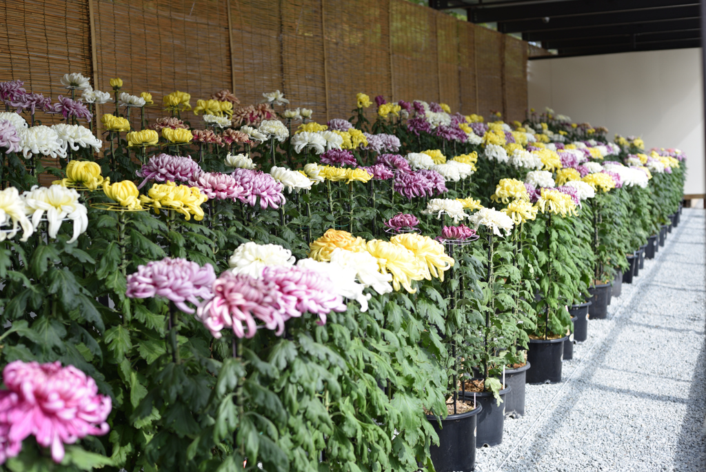 姫路城菊花展 3
