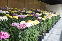 姫路城菊花展 3
