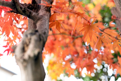 庭の紅葉1