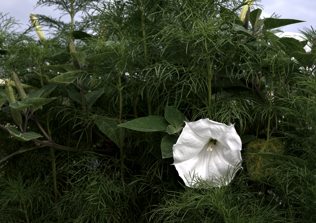 ごつい花