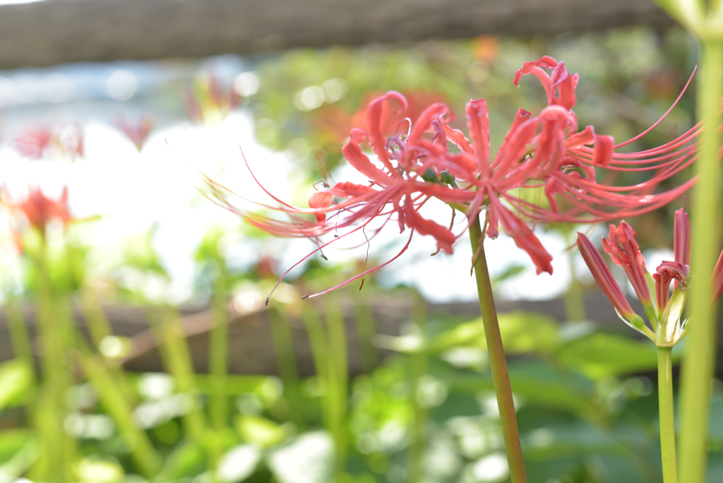 お彼岸の花　其の弐　