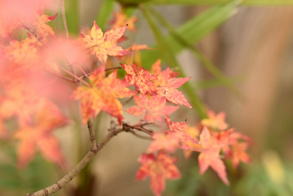 小さな紅葉 6