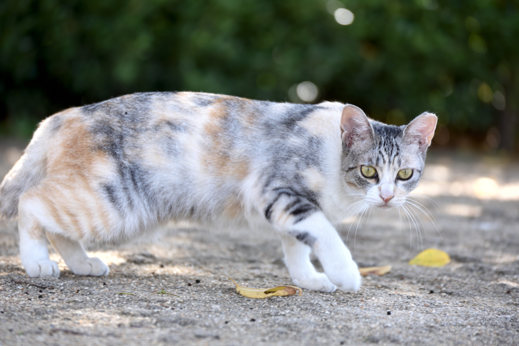 姫路城猫