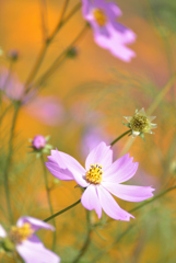 秋桜物語