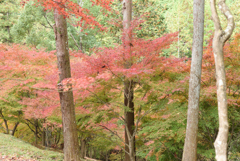 紅葉祭り 17
