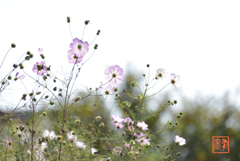 秋の桜 その参 (’21.10)