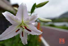 置く蚊火の