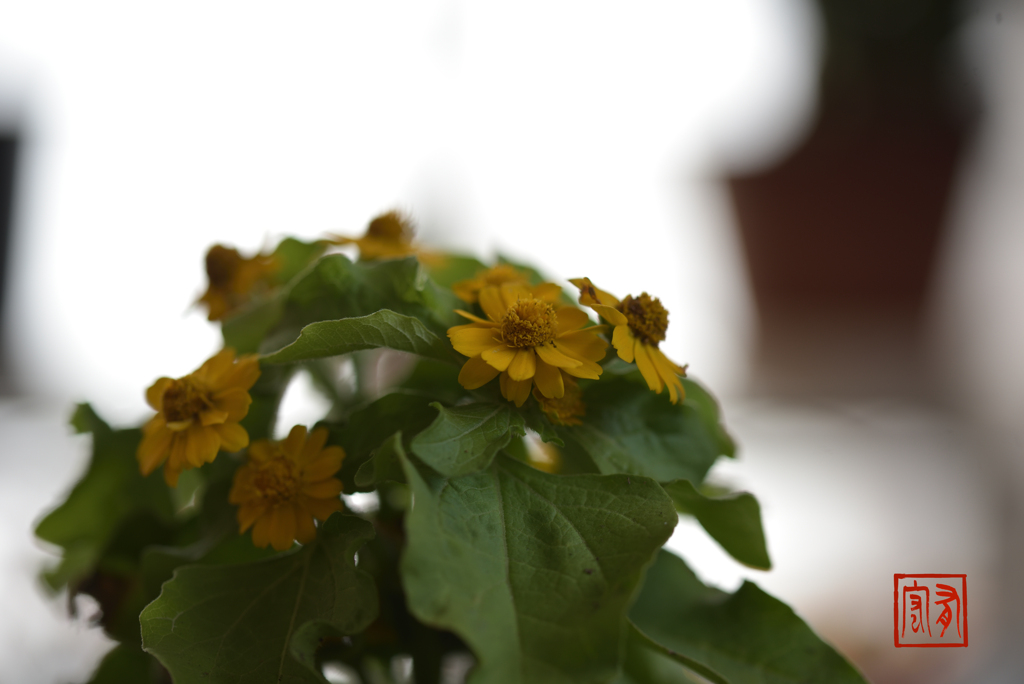  粗末な小花