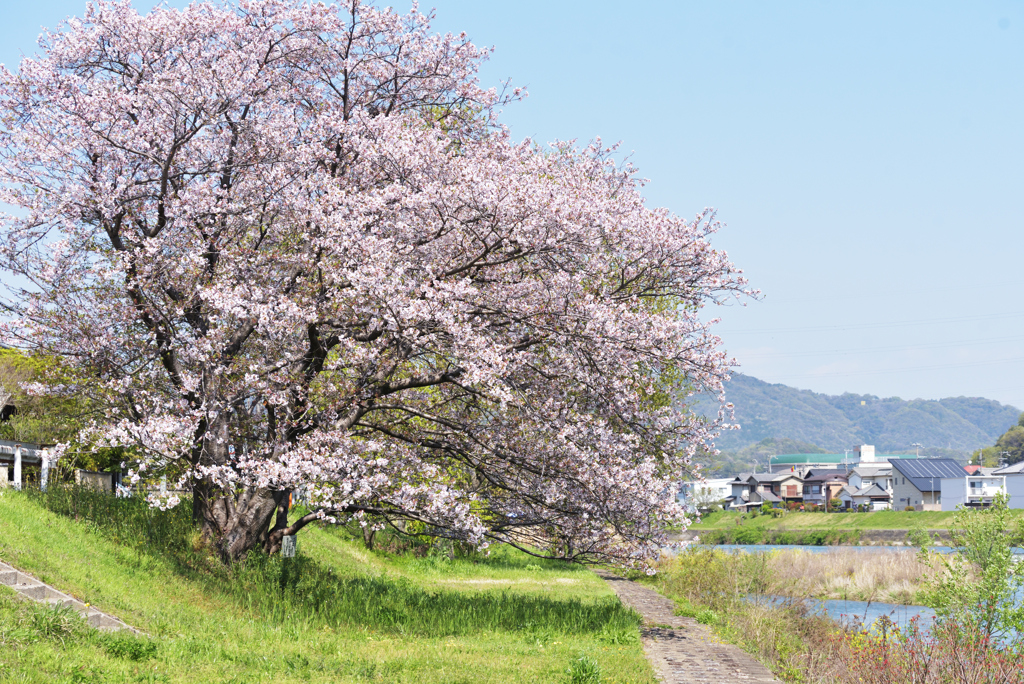 桜三昧 8 　　