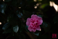 日陰の花