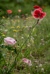 ルドンの花