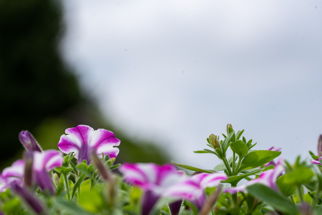 あえかな花