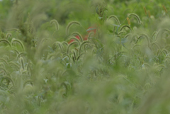 狗の尾の草