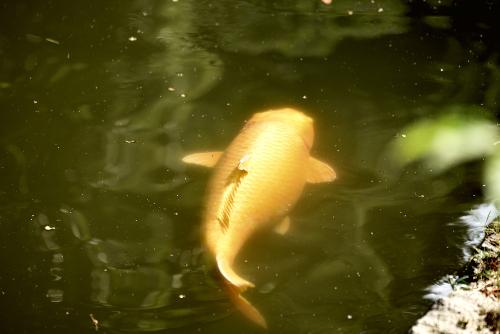 19年5月姫路城の北の堀8