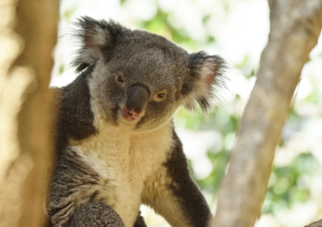 19年4月　コアラ