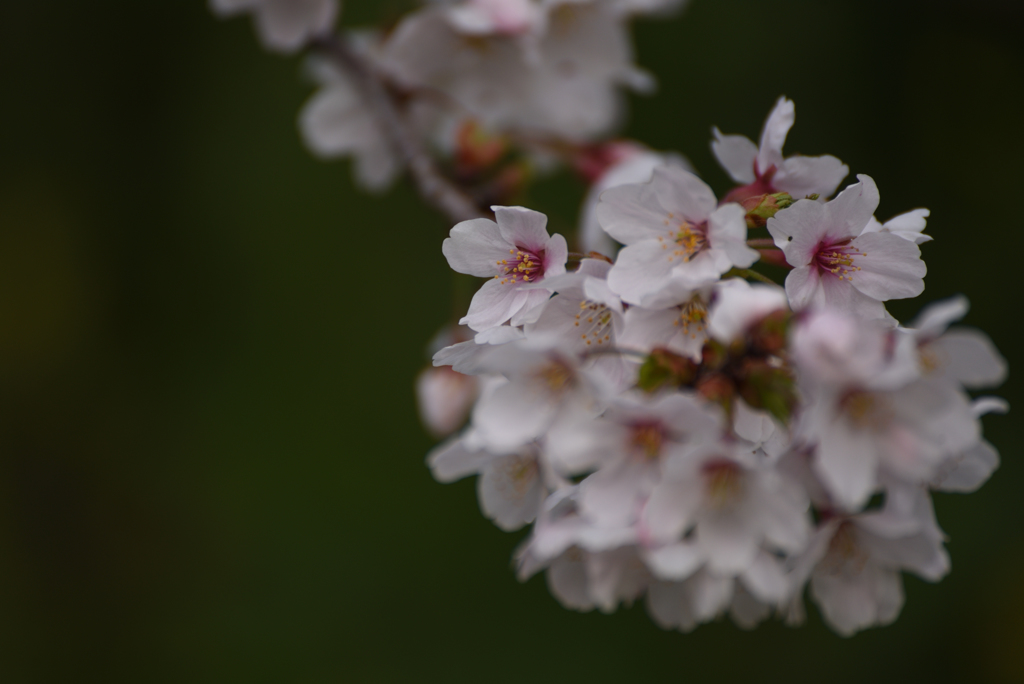 18年4月　桜
