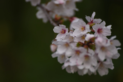 18年4月　桜