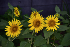 Three blind sunflowers