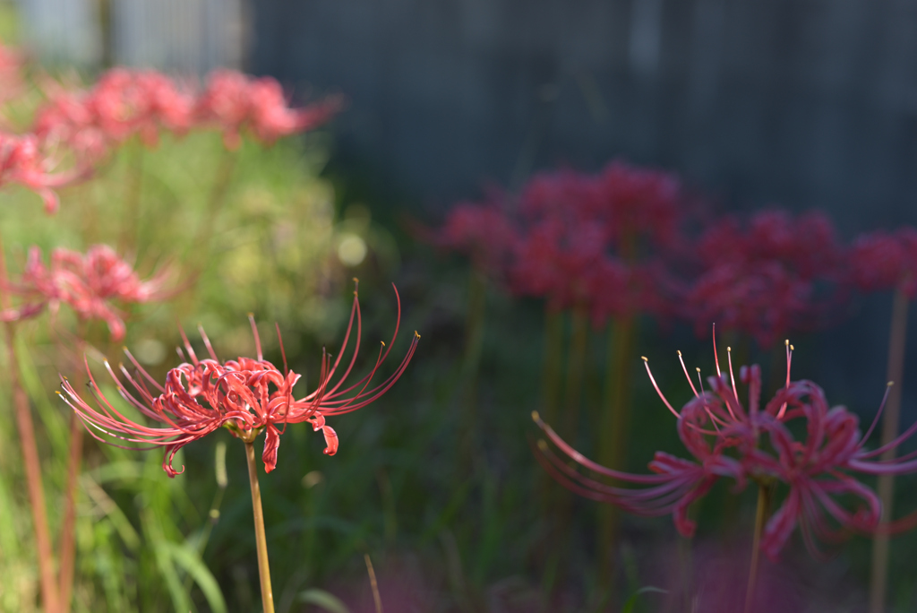 お彼岸の花　其の参　