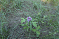珠華